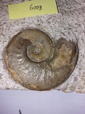 Ammonit, Harpoceras  48 mm , Bayern  ObPf, Altdorf,  Lias e, auf  Matrix