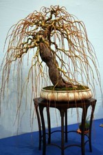 3 x Stecklinge Echte Trauerweide Salix babylonica  Pre Bonsai Baum DE