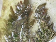 Hornblatt Ceratophyllum