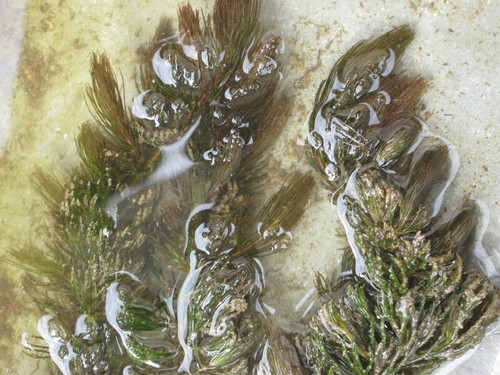 Hornblatt ceratophyllum - hornblatt,