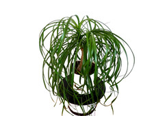 Elefantenfuß Beaucarnea Nolina Flaschenbaum –36 cm hoch – Pflegeleichte