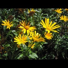 Buphthalmum salicifolium 'Alpengold' - Garten-Rindsauge 'Alpengold' - 9cm Topf 