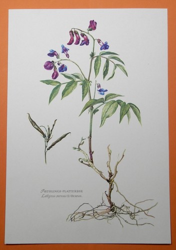 Frühlings platterbse lathyrus - frühlings-platterbse,