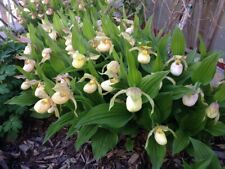 Sale2445 Cypripedium macranthus 5 Samen Frauenschuh