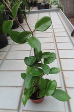 Hoya Wachsblume Zimmerpflanze