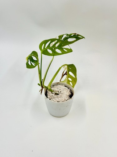Monstera adansonii albo - monstera,