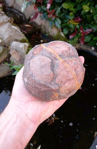 Fossile crinoid float bulb - crinoid,