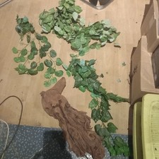 Terrarium Pflanzen Und Wurzel