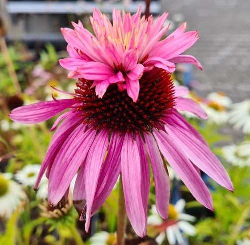 Echinacea purpurea