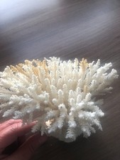 Echte Koralle Steinkoralle zur Deko oder Aquarium