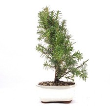 Bonsai eibe hybrid taxus - eibe, 'taxus