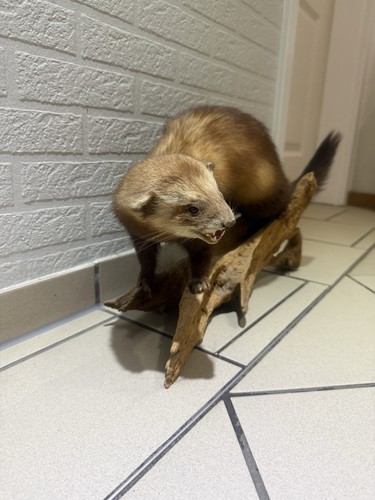 Iltis tierpräparat auf - iltis,