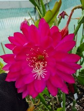 Epiphyllum Blattkakteen Hybride " Kiwi Red Dragon "