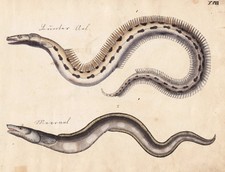 Meeraal conger  Aal eel fish