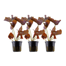 Aquarium Pflanze 3 Stück Nymphea Lotus Tigerlotus Wasserpflanzen Nr.019 Set