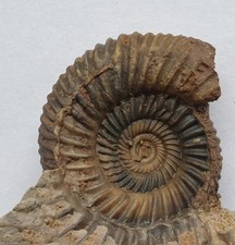 Parkinsonia schloenbachi - Dogger - Sengenthal - Ammonit - alte Sammlung