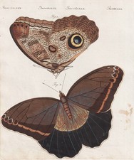Caligo eurilochus butterfly