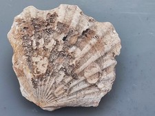 versteinerter Kammmuschel