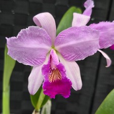 Cattleya trianae –