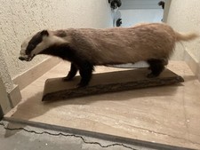 Dachs Präparat auf Holzplatte