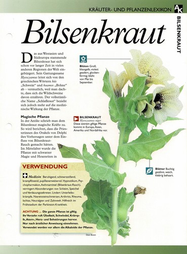 Bilsenkraut - , /