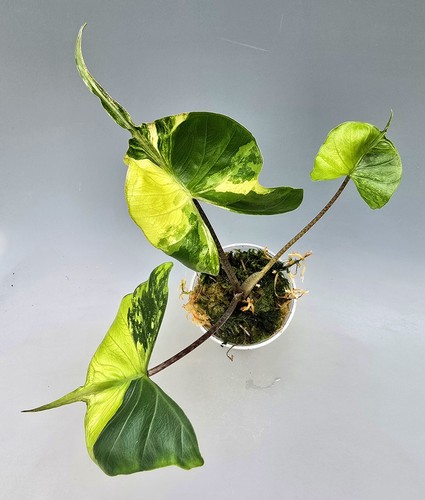 Alocasia stingray aurea - stingray,