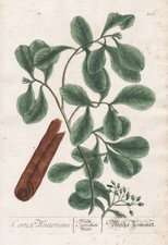 Cortex winteranus rinde - winteranus,
