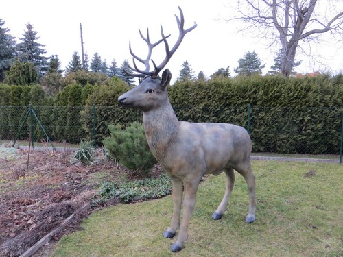 Rothirsch lebensgroß hirsch - lebensgroß,
