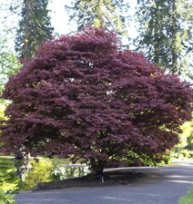 Roter fächerahorn 125 150cm - 125-150cm,