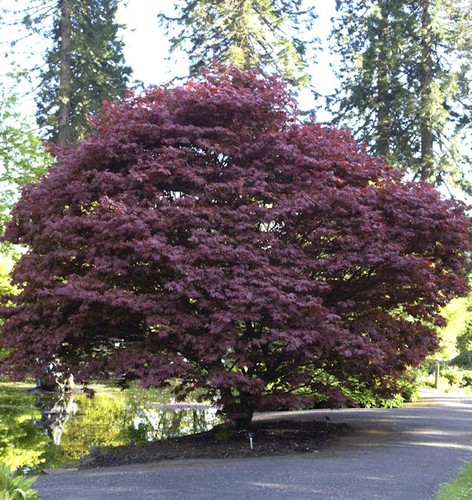 Roter fächerahorn 125 150cm - roter,
