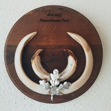 Trophäenschild Keiler aus