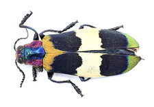 Buprestidae, Chrysochroa