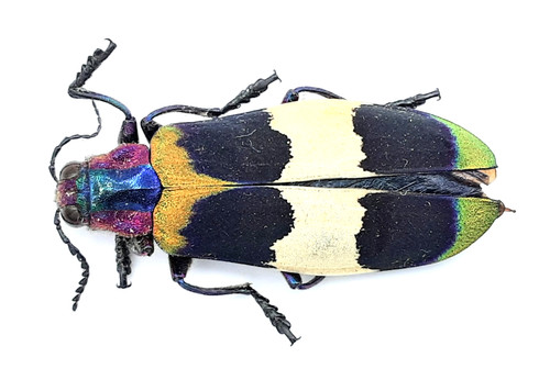 Buprestidae chrysochroa - buprestidae,,