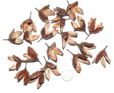 Bucheckern zum Basteln, 15 St.  XXL Bucheckern , Naturbelassen, Herbstdekoration