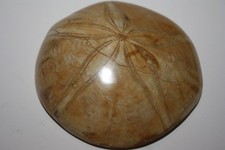 Seeigel Clypeus sp. Madagaskar (ES 44)