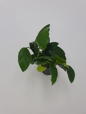 Wasserpflanzen  Anubias  nana + 2 Mooskugeln 1-2 cm