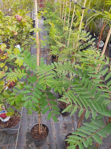Sorbus aucuparia edulis - sorbus,