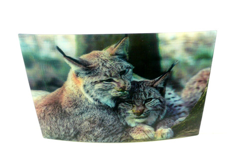 Ansichtskarte luchs katze - ansichtskarte,