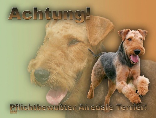 Airedale terrier - airedale,