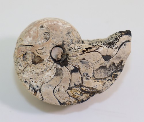 Nautilus cosmonautilus - nautilus,,