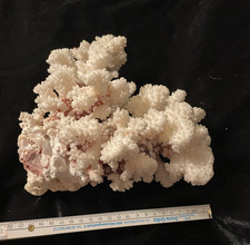 sehr schöne, große Meereskoralle, ca 1,5 kg fürs Aquarium
