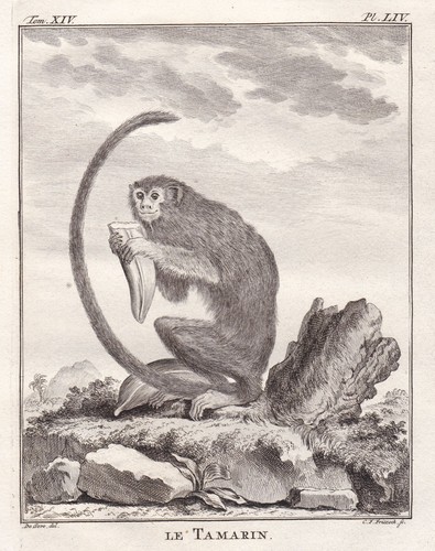 Tamarins saguinus affen - saguinus,