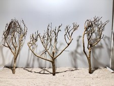 Tea Branch Talawa XXL