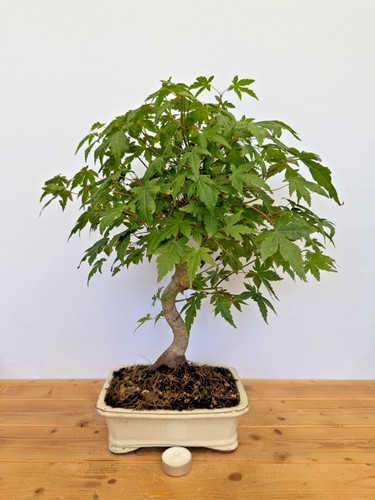 Bonsai acer palmatum ahorn - bonsai,