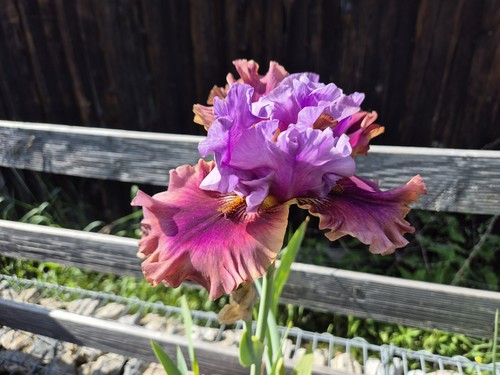 Schwertlilie iris nelly - schwertlilie,, tb,