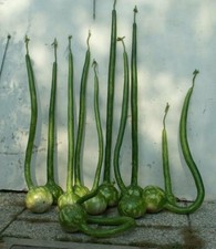 Kalebasse Extra Long Dipper -