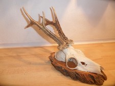 Reh Geweih Rehgeweih Rehbock