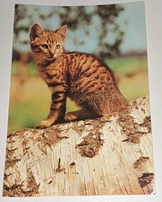 Kätzchen Katze Cat Tier