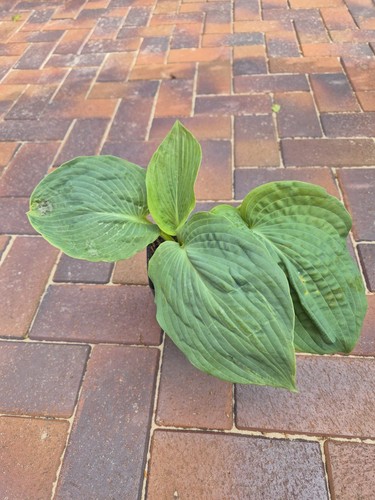 Hosta funkie - hosta,