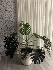 Monstera thai constellation - monstera,